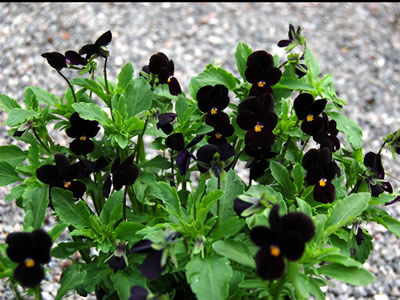 Viola 'Bowle's Black' - medium image 3