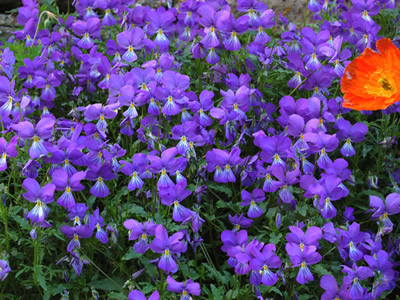 Viola corsica - medium image 3