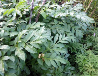 Xanthogalum purpurescens - medium image 3