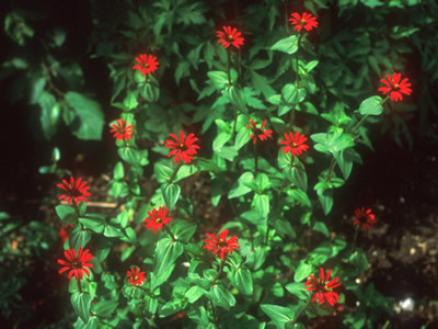 Zinnia peruviana 'Red Spider' - medium image 3