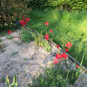 Anemone pavonina red - medium image 4