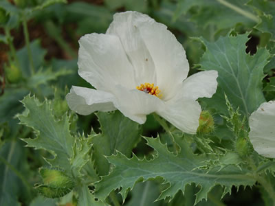 Argemone grandiflora - medium image 4