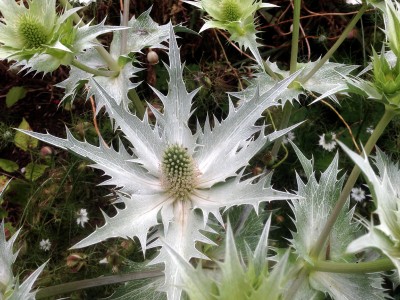 Eryngium giganteum 'Silver Ghost' - medium image 4