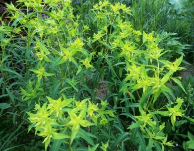 Euphorbia ceratocarpa - medium image 4