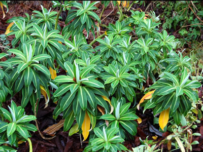Euphorbia stygiana - medium image 4