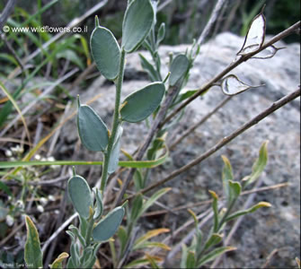 Fibigia clypeata - medium image 4