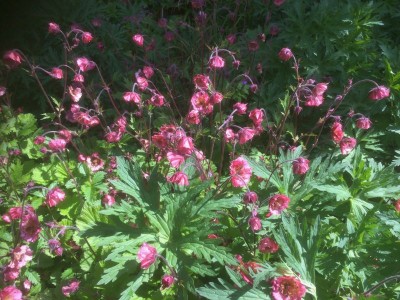 Geum 'Bell Bank' - medium image 4