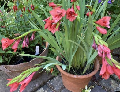 Gladiolus flanaganii - medium image 4
