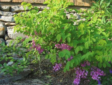 Indigofera kirilowii - medium image 4