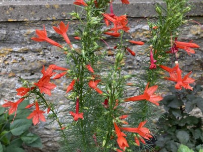 Ipomopsis rubra - medium image 4