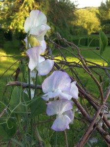 Lathyrus odoratus 'Albutt Blue' - medium image 4