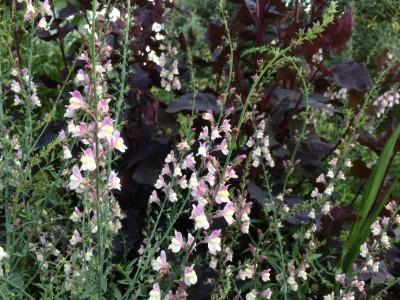 Linaria 'Peachy' - medium image 4