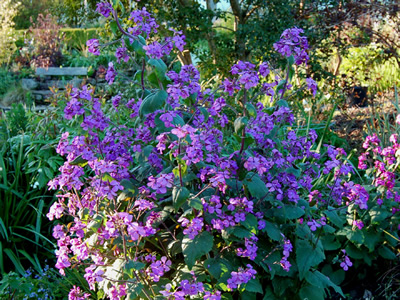 Lunaria annua 'Munstead Purple' - medium image 4
