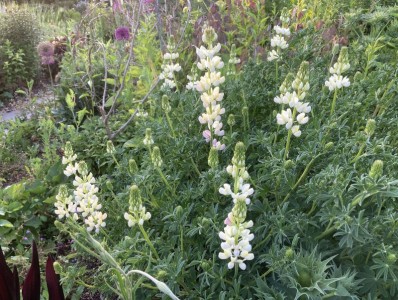 Lupinus arboreus white - medium image 4