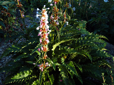 Morina longifolia - medium image 4