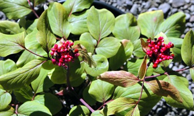 Paeonia mascula ssp russoi - medium image 4