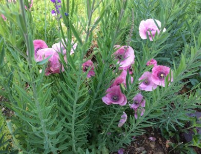 Papaver rhoeas 'Mother of Pearl' - medium image 4