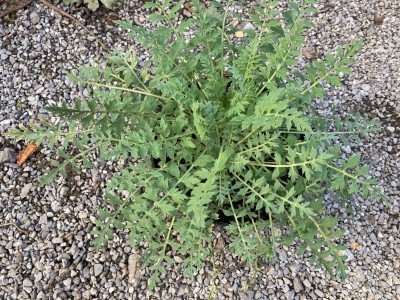 Papaver triniifolium - medium image 4