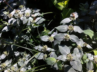 Pycnanthemum muticum - medium image 4