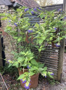 Salvia atrocyanea - medium image 4
