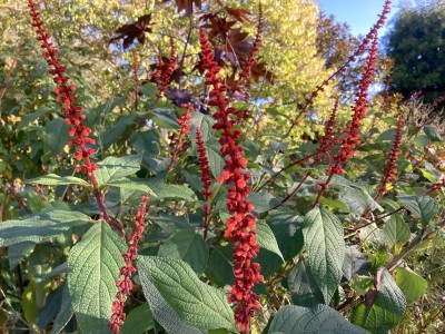 Salvia confertiflora - medium image 4