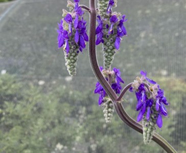 Salvia nutans - medium image 4