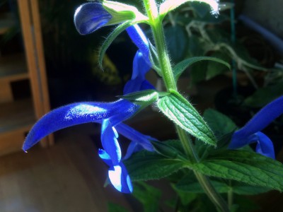 Salvia patens Giant form - medium image 4