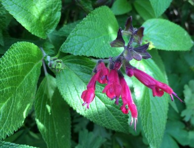 Salvia 'Sebastian' - medium image 4