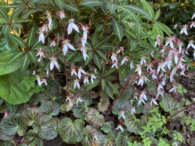 Saxifraga stolonifera 'Kinki Purple' - medium image 4