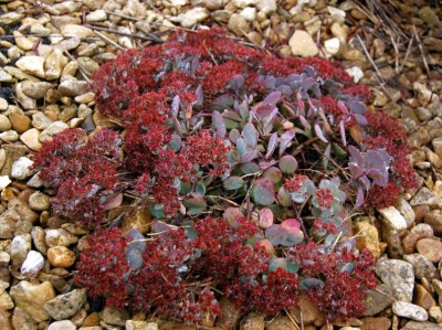Sedum cauticola 'Lidakense' - medium image 4