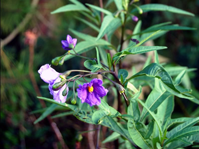 Solanum laciniatum - medium image 4