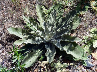 Verbascum phlomoides 'Spica' - medium image 4