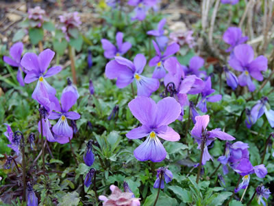 Viola corsica - medium image 4