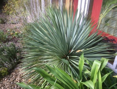 Yucca rostrata - medium image 4