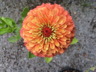 Zinnia elegans 'Queen Lime Orange' - medium image 4