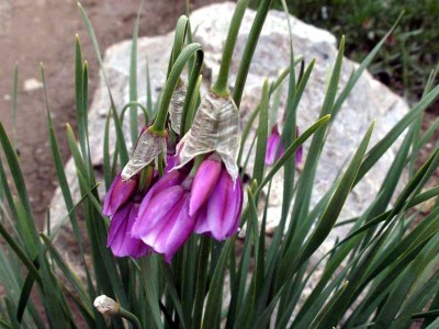 Allium narcissiflorum - medium image 5