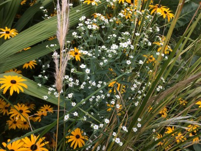 Euphorbia corollata - medium image 5