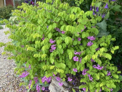 Indigofera kirilowii - medium image 5