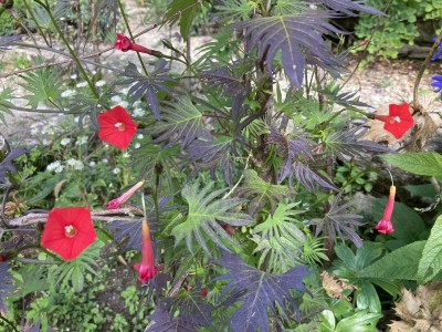 Ipomoea quamoclit - medium image 5