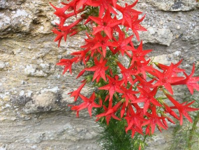 Ipomopsis rubra - medium image 5