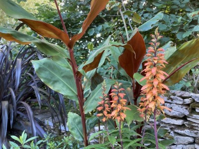 Isoplexis canariensis - medium image 5