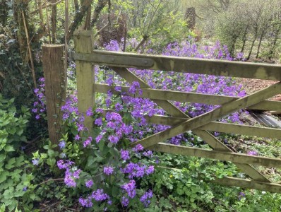 Lunaria annua 'Corfu Blue' - medium image 5
