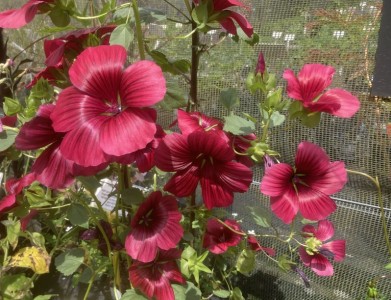 Malope trifida 'Vulcan' - medium image 5