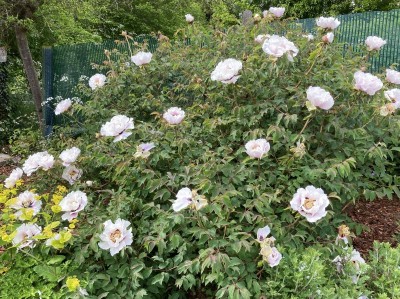 Paeonia rockii - medium image 5