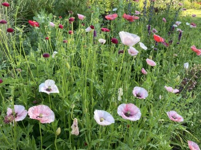 Papaver rhoeas 'Mother of Pearl' - medium image 5