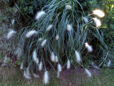 Pennisetum villosum - medium image 5