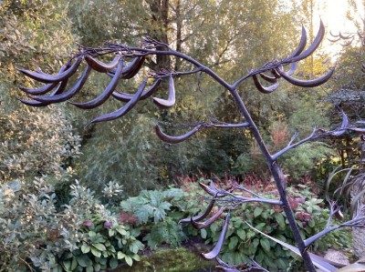 Phormium 'Black Velvet' - medium image 5
