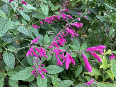 Salvia curviflora - medium image 5