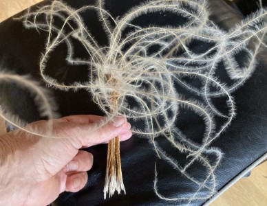 Stipa barbata - medium image 5