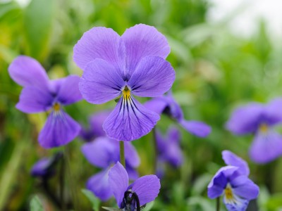 Viola corsica - medium image 5
